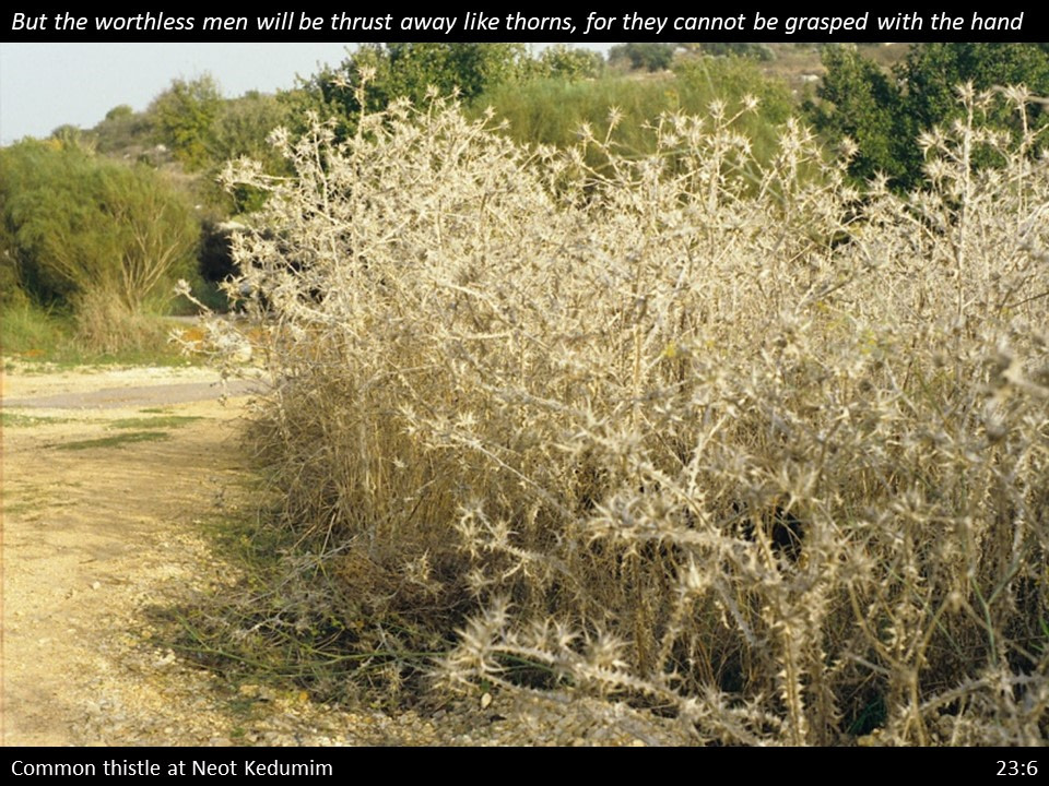 2 Samuel 23 (35) 2 Samuel 23:6