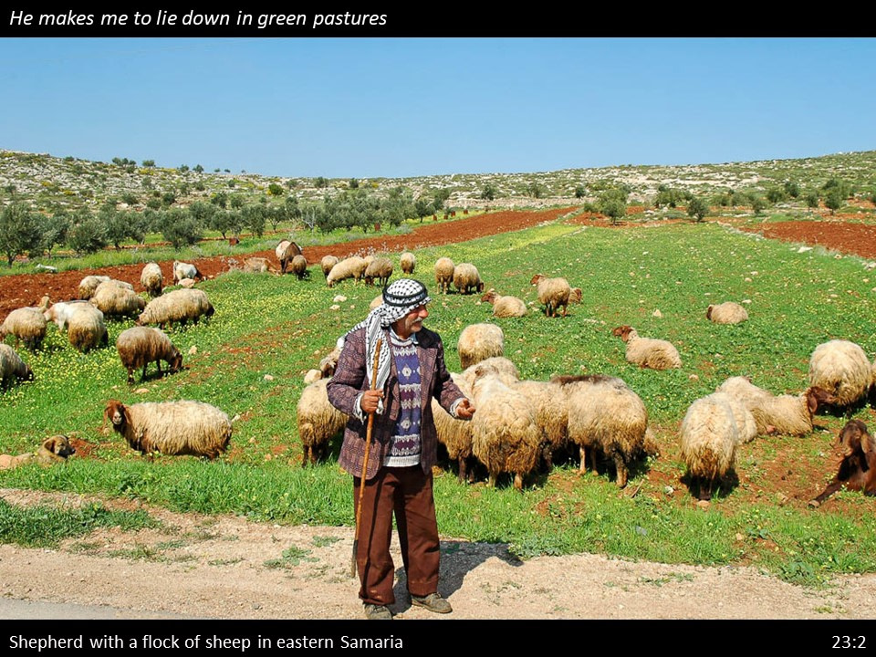 Psalm 23 (12)